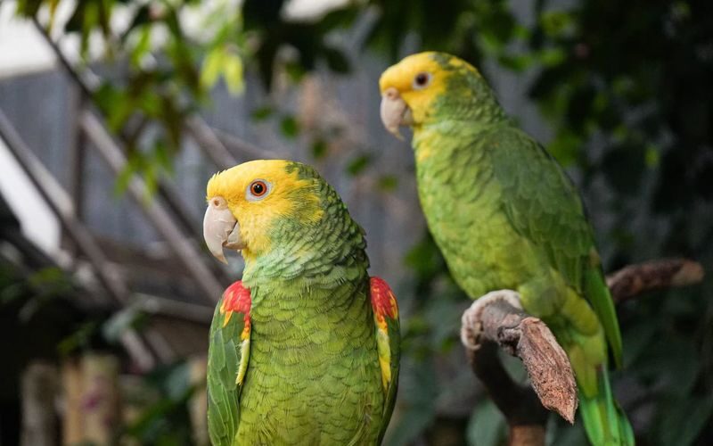 Bloedel Conservatory ticket in Vancouver - Is one hour enough?