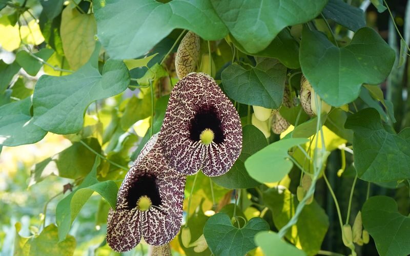 Bloedel Conservatory ticket in Vancouver - Timing your visit and using your ticket