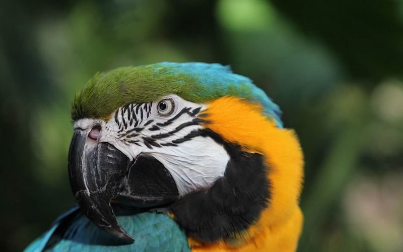 Bloedel Conservatory ticket in Vancouver - Who will get the most from this visit?