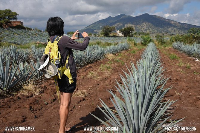 Blue Agave Fields at Ruta Del Tequila, With Tasting  - Guadalajara - Discovering the Charming Town of Tequila