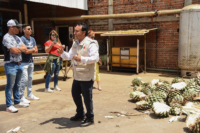 Blue Agave Fields at Ruta Del Tequila, With Tasting  - Guadalajara - Exploring Guadalajaras Markets and Sights