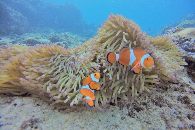 Blue Cave Area Experience Diving!Free feeding & photo images Chinese guide available!1 group with a dedicated instructor - The Full Breakdown of the Itinerary