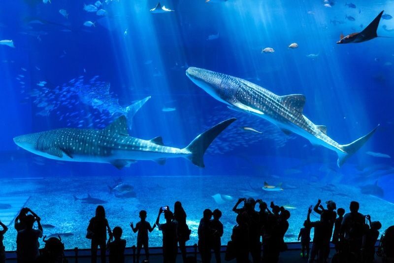 Blue Cave Diving/Snorkeling & Churaumi Aquarium Ticket in Okinawa - The Blue Cave, with a guide beside you