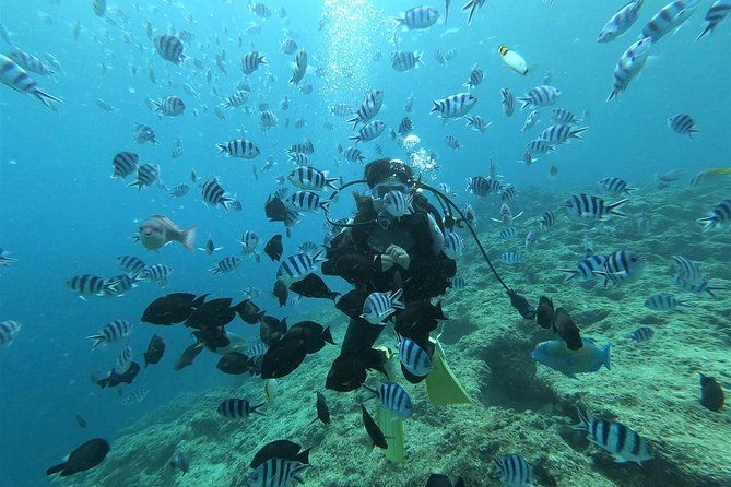 Blue Cave Experience Diving! [Okinawa Prefecture] Feeding & Photo Image Free! English, Chinese Guide - Blue Cave Diving Highlights