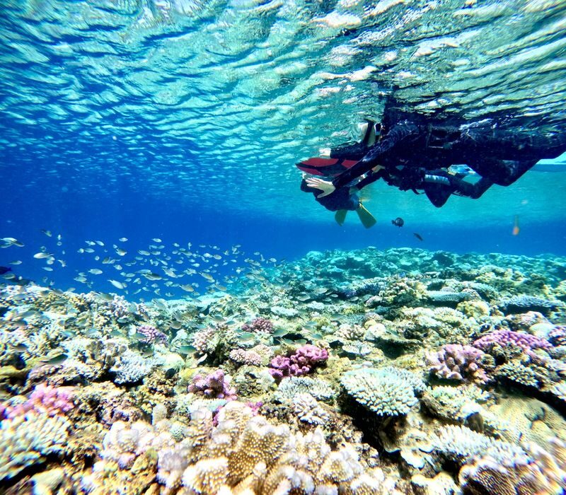 Blue Cave Snorkeling and Diving in Okinawa - Should you book?