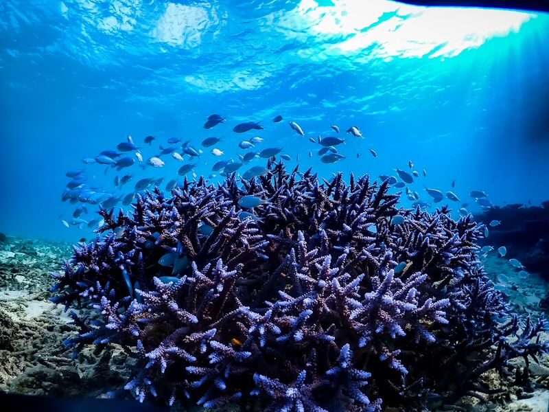 Blue Coral Ishigaki Island Kabira Bay Glass Boat - What the 25-minute ride is like