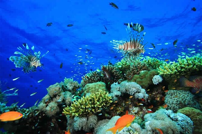 Blue Hole and 3 Pools Snorkel With Lunch From Dahab - Inclusions and Logistics