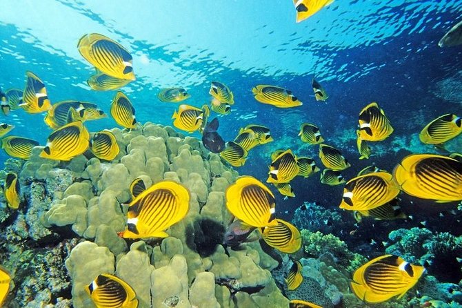 Blue Hole and Canyon by Bus With Camel Ride & Lunch - Sharm El Sheikh - Additional Information