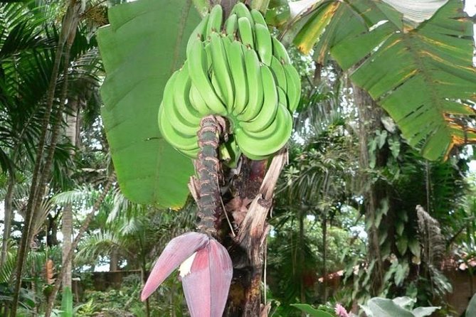 Blue Hole and Konoko Falls Park Private Tour - Tour Overview and Highlights