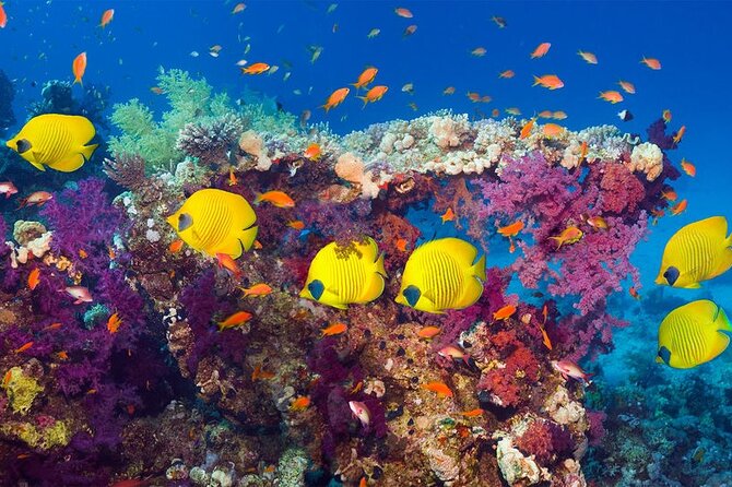 Blue Hole National Park, Canyon By Bus, Camel Ride, BBQ Lunch, - Sharm El Sheikh - Directions and Important Information