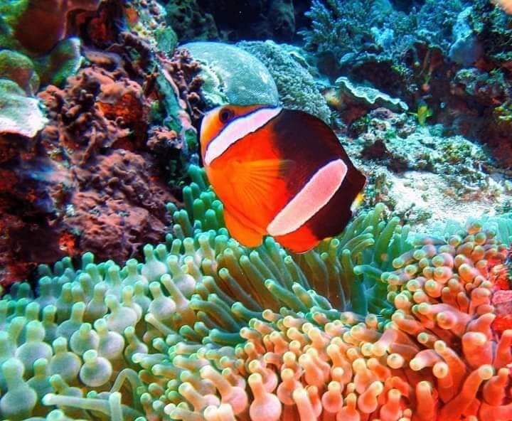 Blue Lagoon and Tanjung Jepun Snorkeling in Padang Bai Bali - Tanjung Jepun: a second chance to spot fish