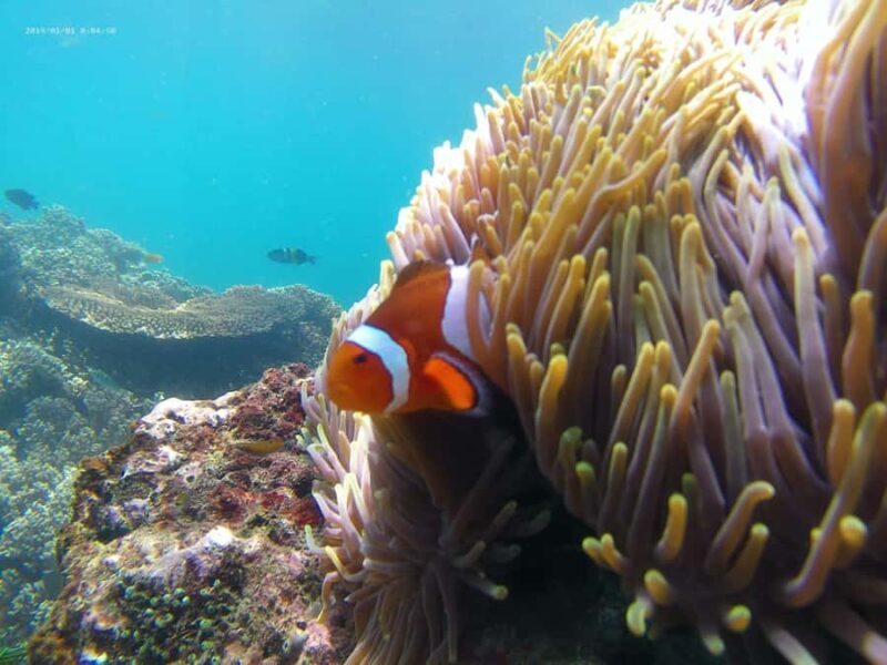 Blue Lagoon and Tanjung Jepun Snorkeling Tour - FAQ