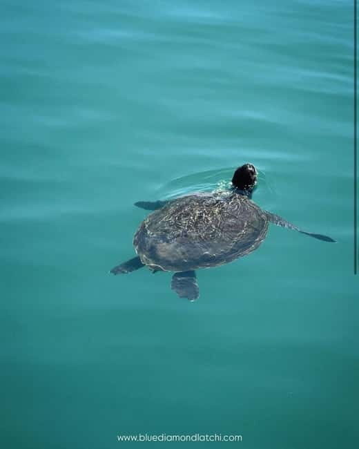 Blue Lagoon Cruise: Waterslide Adventure from Latchi Harbour - Frequently Asked Questions