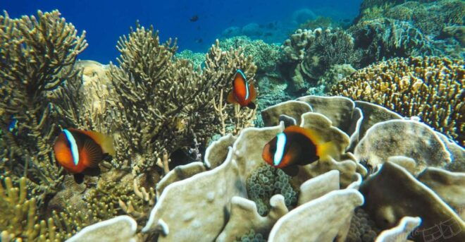 Blue Lagoon: Islands Snorkeling Highlights Day Tour & Lunch - Discover Marine Life Wonders