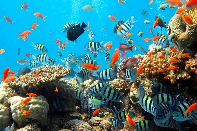 Blue lagoon Private Snorkeling Adventure Bali - What to Expect on the Blue Lagoon Snorkeling Tour