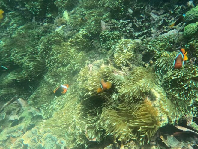 Blue Lagoon Snorkeling & Quad Bike Natural Track Adventure - Quad Bike Journey