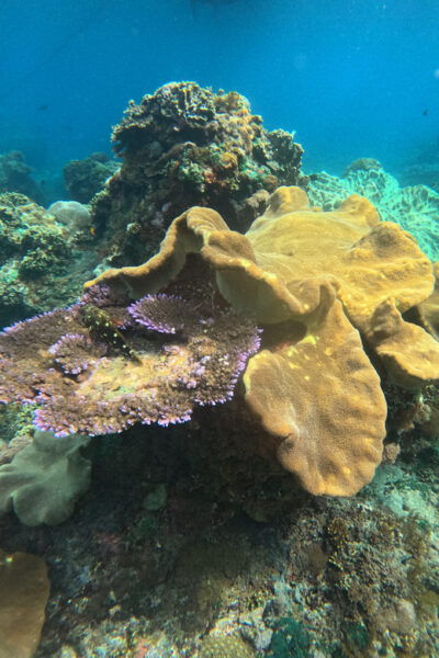 Blue Lagoon Snorkeling & Quad Bike Natural Track Adventure - Questions You May Have