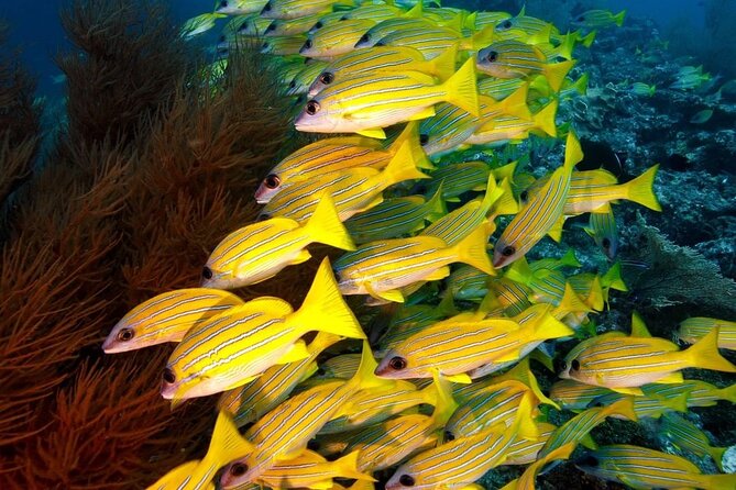 Blue Lagoon Snorkeling; Starfish Adventure; The Rock; Paje Beach; Jozani Forest - Location Details