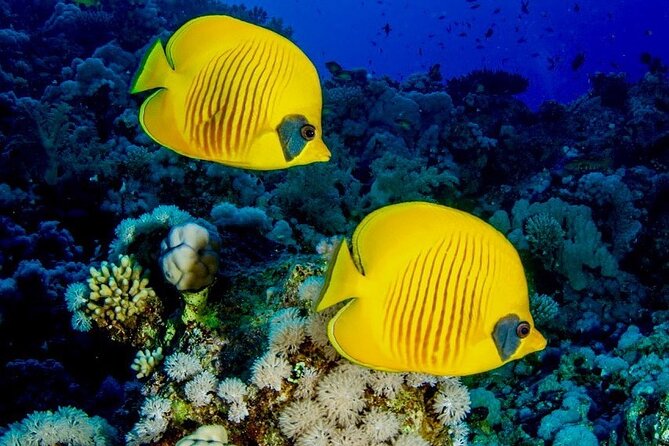 Blue Lagoon Snorkeling; Starfish Adventure; The Rock; Paje Beach; Jozani Forest - Inclusions