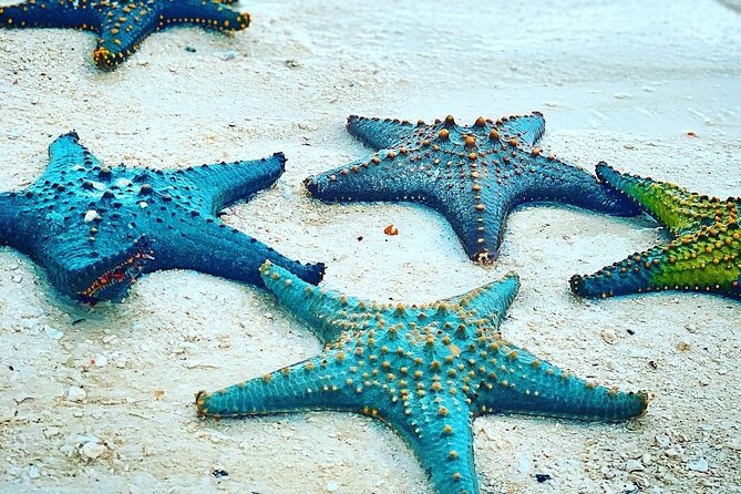 Blue Lagoon Snorkeling; Starfish Adventure; The Rock; Paje Beach; Jozani Forest - Pickup Information