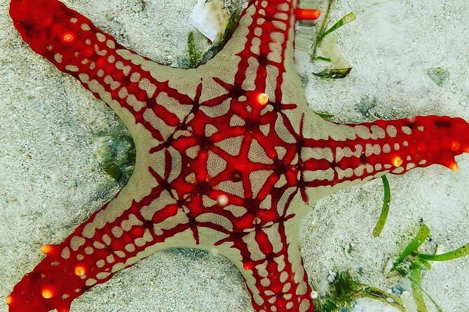 Blue Lagoon Snorkeling; Starfish Adventure; The Rock; Paje Beach; Jozani Forest - Tour Accessibility