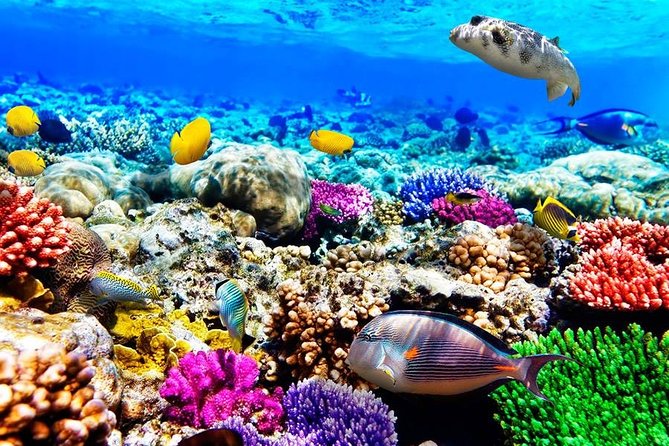 Blue Lagoon Snorkeling; Starfish Adventure; The Rock; Paje Beach; Jozani Forest - Cancellation Policy
