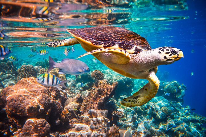 Blue Lagoon Snorkeling; Starfish Adventure; The Rock; Paje Beach; Jozani Forest - Pricing and Booking