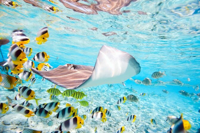 Blue Lagoon Snorkeling; Starfish Adventure; The Rock; Paje Beach; Jozani Forest - Additional Information