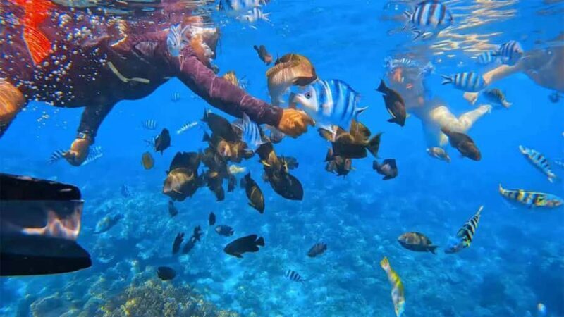 Blue lagoon Snorkeling Tour with Lunch & Private Transfers - Exploring Bali’s Blue Lagoon Snorkeling Tour with Lunch & Private Transfers: An Honest Review