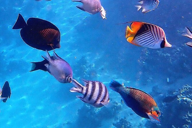 Blue Lagoon Tour, Sandbank Picnic, Stone Town Tour, Secret Garden Restaurant - Pickup and Drop-off Details