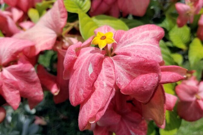 Blue Mountain Bicycle Tour Experience - Final Thoughts