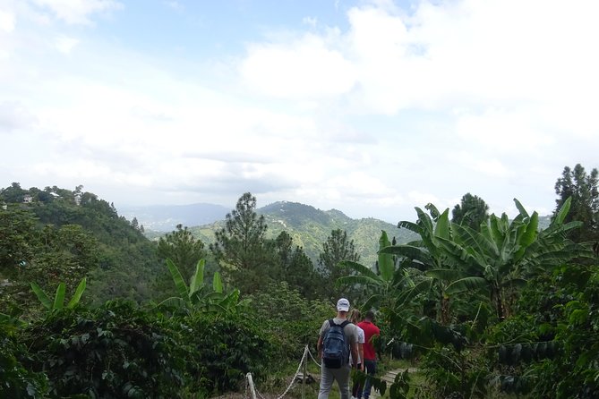 Blue Mountain Coffee and Sightseeing Tour - Scenic Drive Through the Blue Mountains