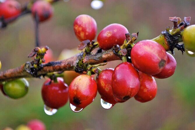 Blue Mountain Coffee, Bob Marley and Art Tour from Montego Bay - Final Thoughts