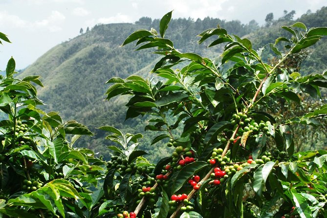 Blue Mountain Coffee Tour From Ocho Rios - Tour Highlights