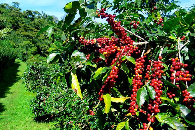 Blue Mountain Coffee Tour From Runaway Bay - Tour Details