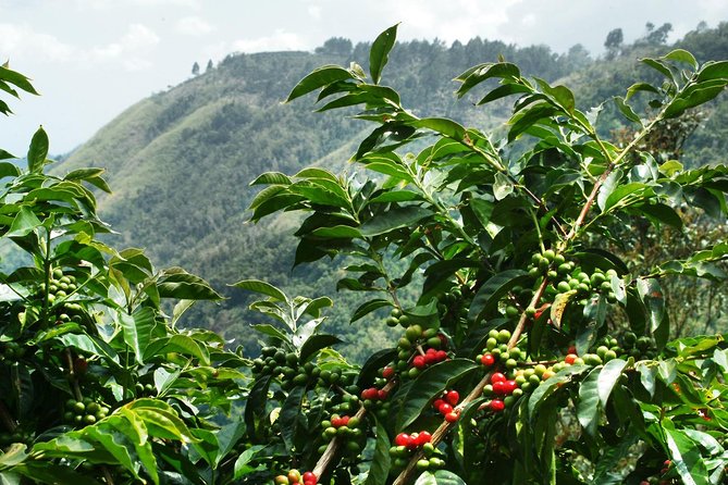 Blue Mountain Coffee Tour From Runaway Bay - Inclusions