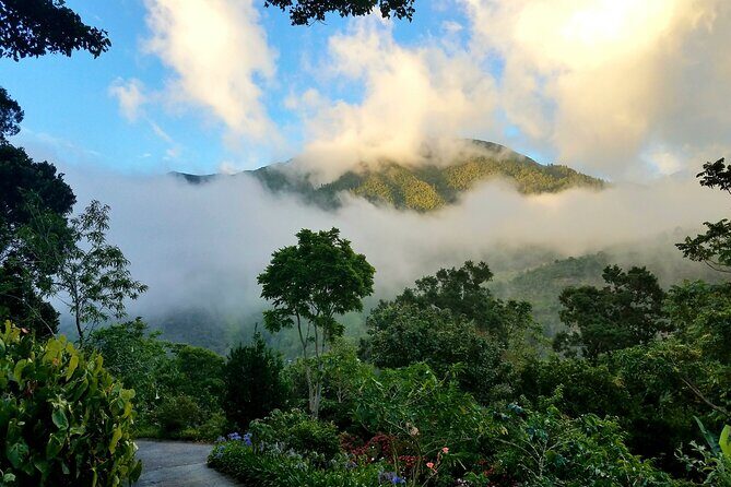 Blue Mountain Private Tour in Jamaica - Good To Know