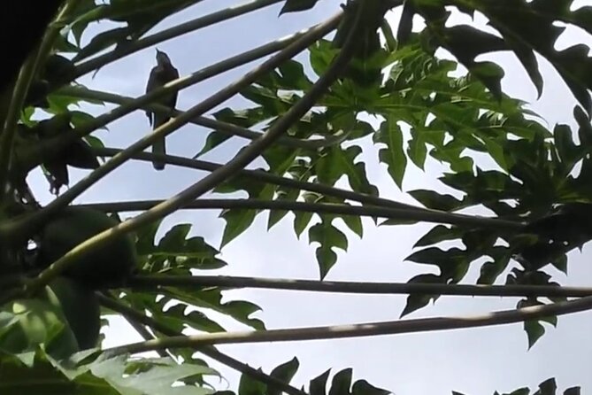 Blue Mountain Sight-Seeing & Nature Trail Hike With Private Guide - Trail Highlights & Scenic Views