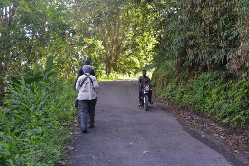 Blue Mountain Tour: A Half-Day Escape from Kingston - Final Thoughts