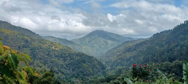 BLUE MOUNTAIN TOUR FROM OCHO RIOS - Blue Mountain Coffee Tasting & Farm Tour