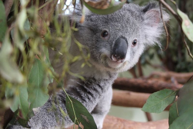 Blue Mountains All-Inclusive Day Tour with Scenic World & Lunch - Scenic World is the active centrepiece