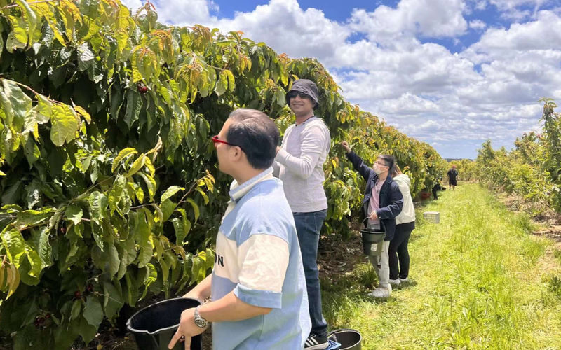 Blue Mountains and Orange full-day cherry picking tour from Sydney - Key points to know