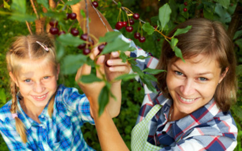 Blue Mountains and Orange full-day cherry picking tour from Sydney - A two-region day, with cherries at the center