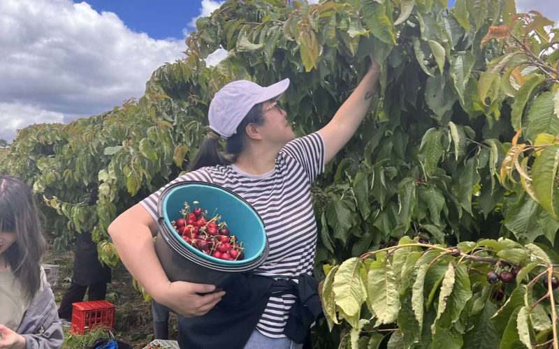 Blue Mountains and Orange full-day cherry picking tour from Sydney - The Blue Mountains portion needs a closer look