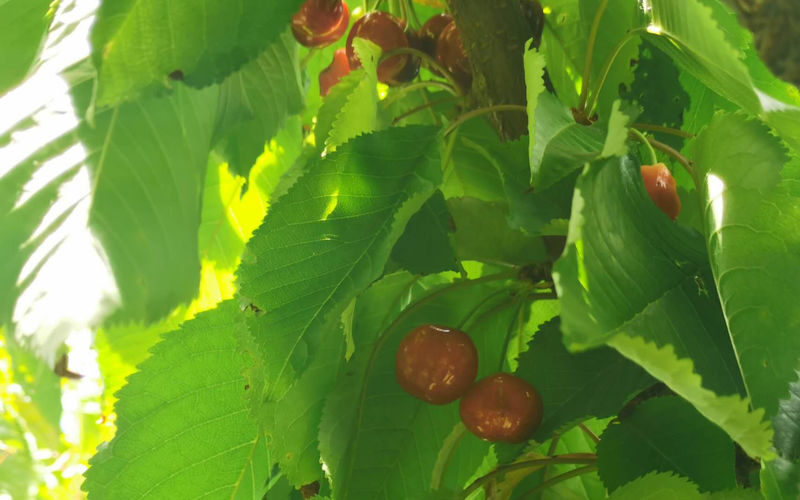 Blue Mountains and Orange full-day cherry picking tour from Sydney - A buffet adds a practical pause