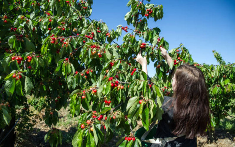 Blue Mountains and Orange full-day cherry picking tour from Sydney - The guide can shape a long day