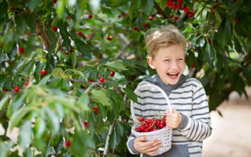 Blue Mountains and Orange full-day cherry picking tour from Sydney - Is $71.99 good value?