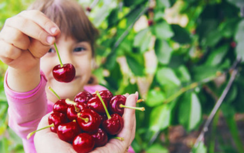 Blue Mountains and Orange full-day cherry picking tour from Sydney - Who should book this tour?