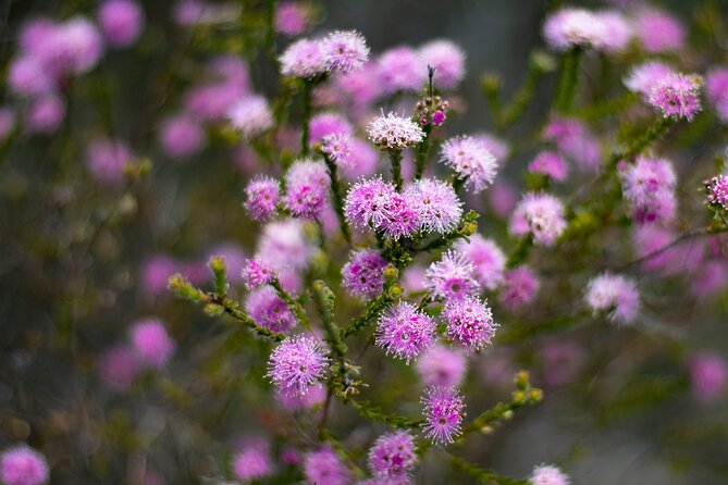 Blue Mountains Big Day Out - Private Tour - Common Questions