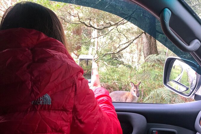 Blue Mountains Day Adventure, Featherdale Wildlife & River Cruise - Aboriginal Cultural Experience